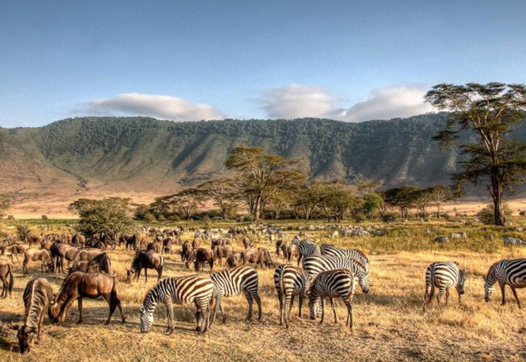 A group of elephants walking across the savannah at sunset in Africa.